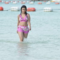 Payal Ghosh hot n spicy bikini gallery | Picture 71717